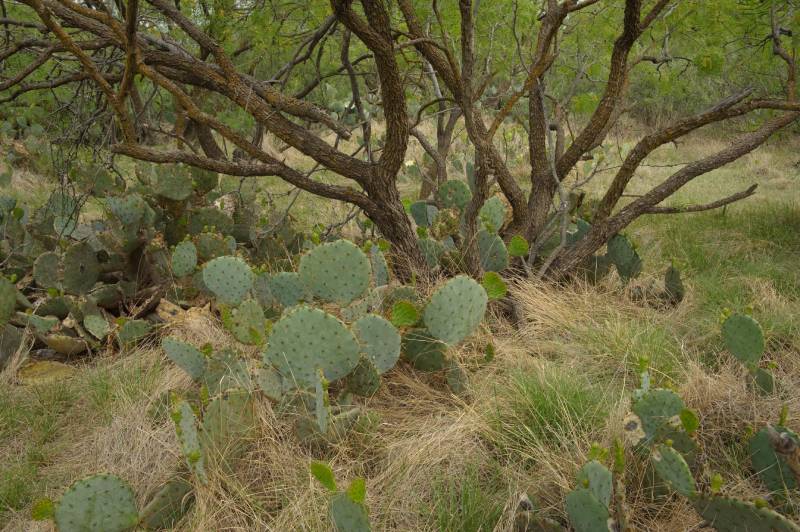 Prickly pear cactus growing in Texas ranch pasture